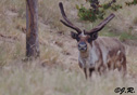 Rangifer tarandus